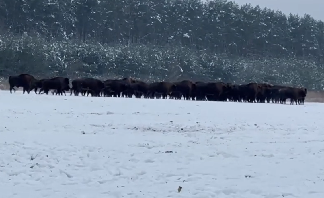 На Львовщине проживает больше всего в Украине стадо бизонов