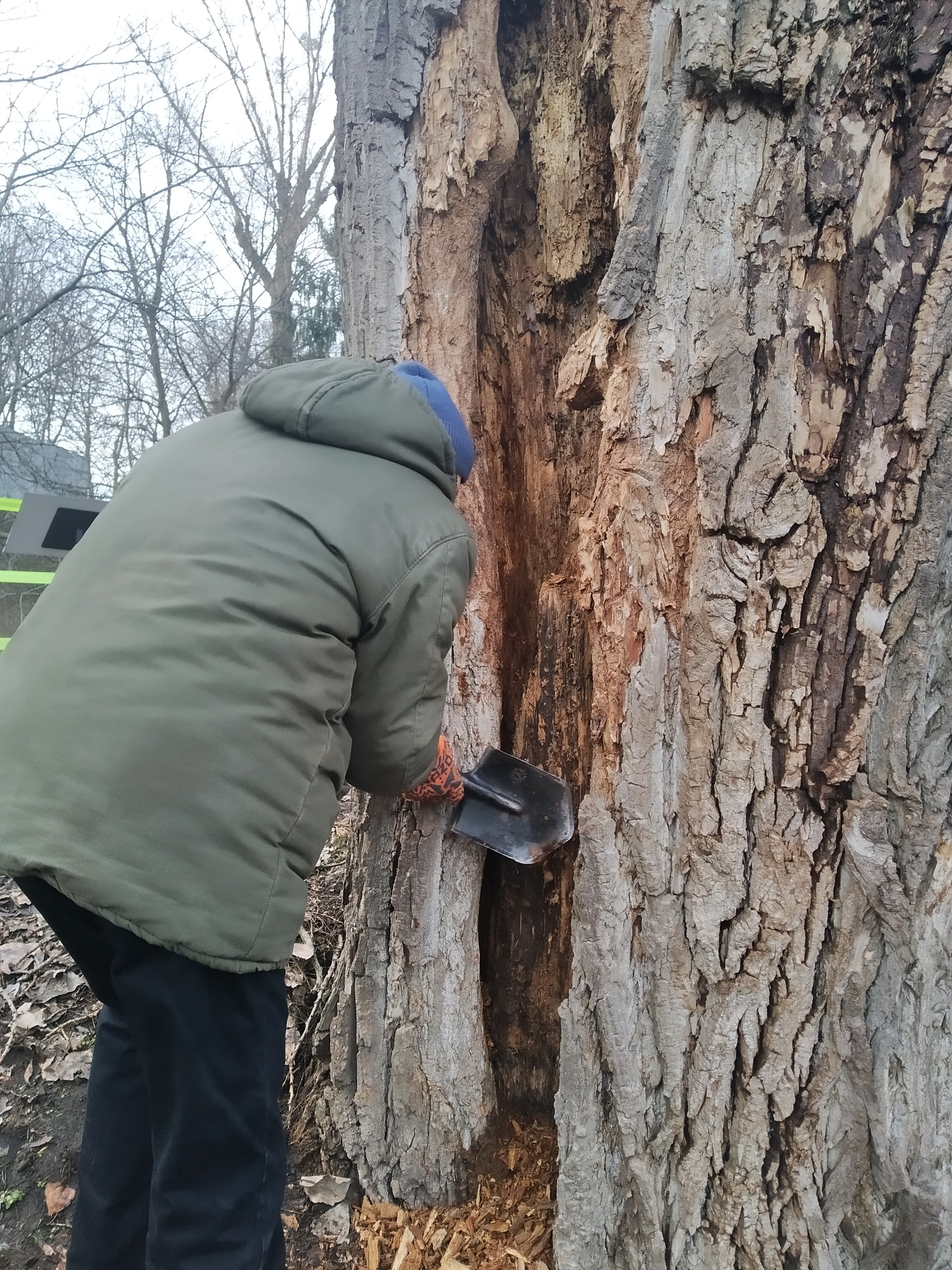 У Києві полікували сторічні заповідні дерева