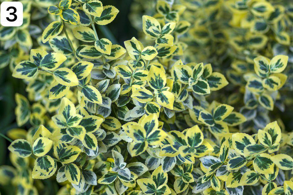 12 зимово зелених рослин Ландшафтний дизайн Фото