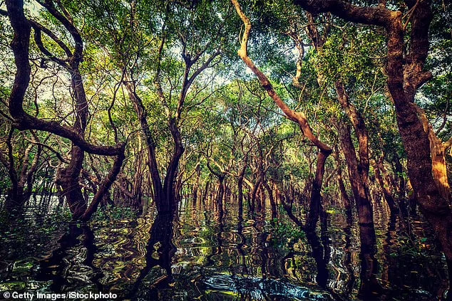 мангрових лісів