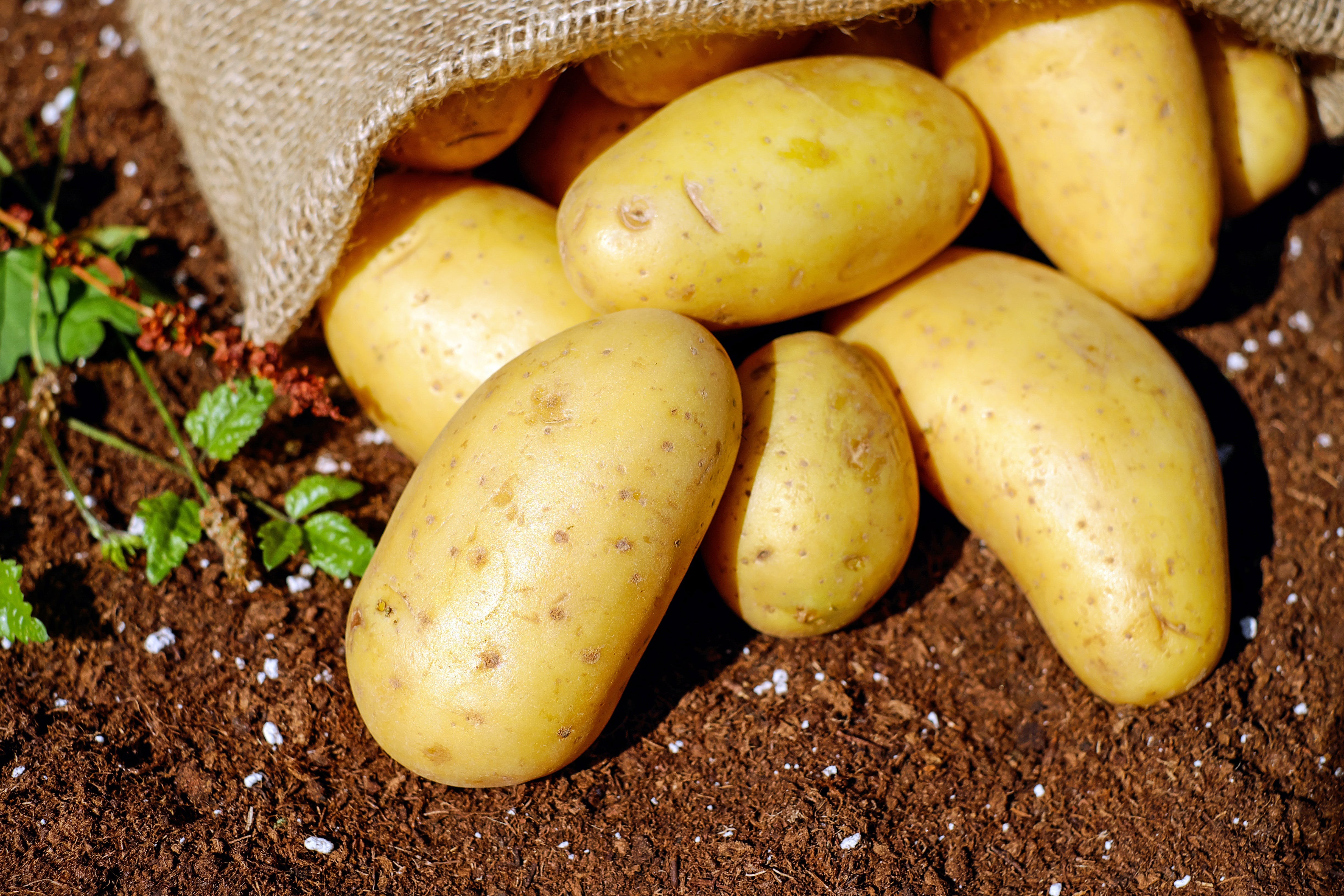 Из-за рекордных цен Украина начала импортировать картофель из Польши.
Фото иллюстративное