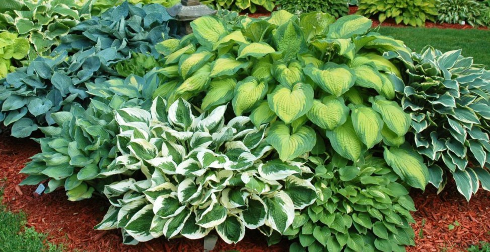 Секреты выращивания красивых хост Фото: Greenmarket