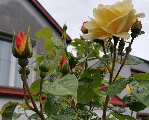 С какими растениями нельзя сажать розы