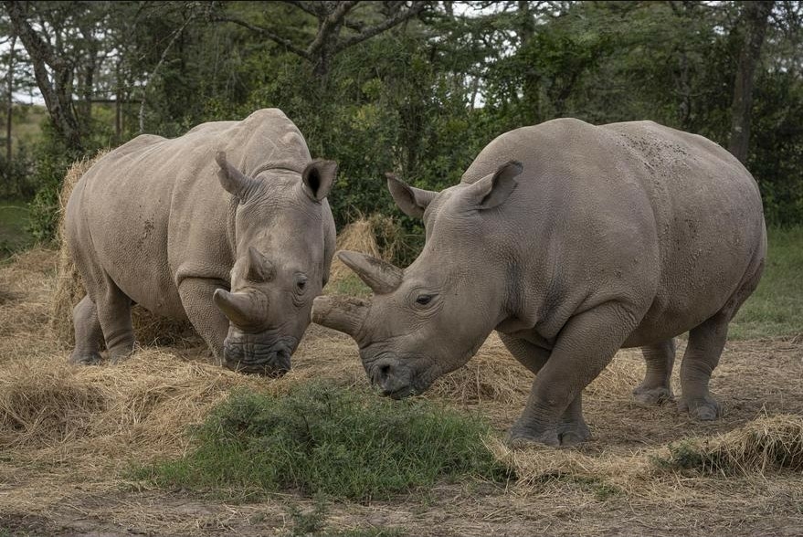 Екологічні проблеми Північні білі носороги ЕКЗ Сурогатне материнство