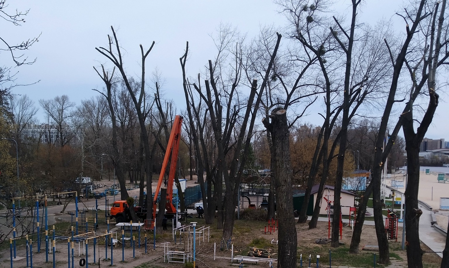 Кронирование – это убийство деревьев: о чем предостерегают экологи Фото: КЭКЦ