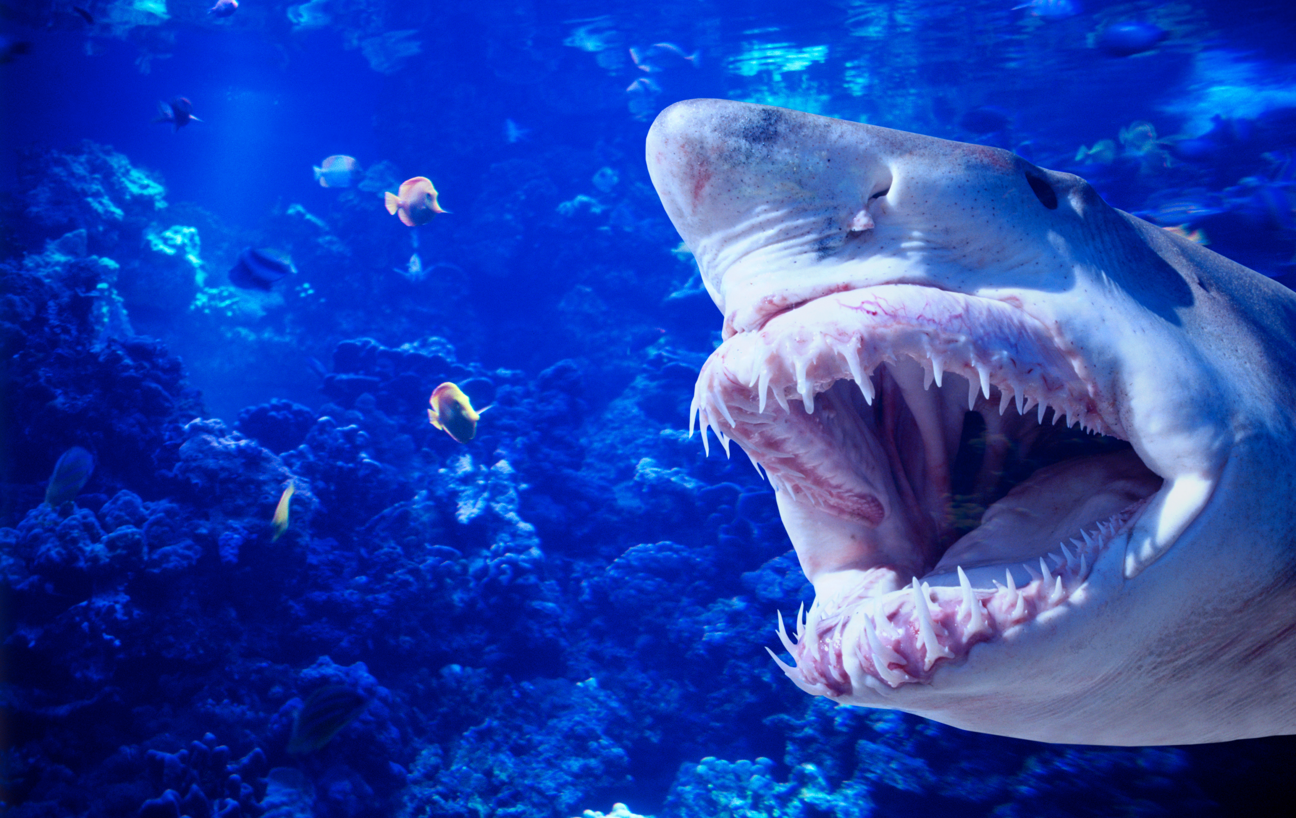 Число смертей из-за приступов акул выросло за 2023 год вдвое: вот кто в группе риска Фото иллюстративное