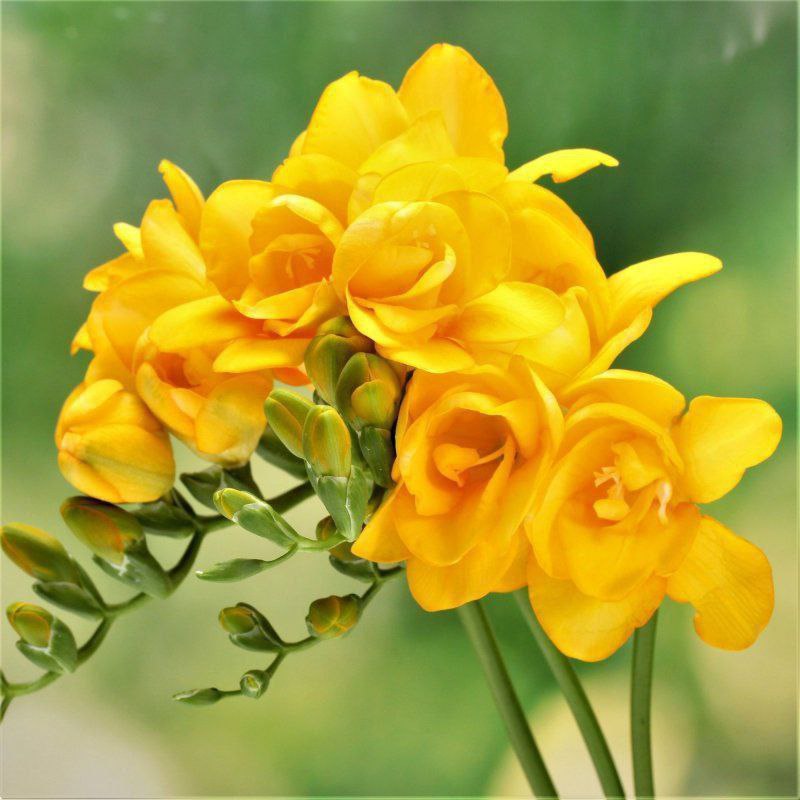 Фрезія Double Yellow Фото Ландшафтний дизайн