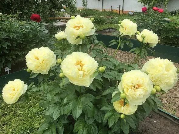 Півонії Lemon Chiffon Cora Louise Red with pink Ландшафтний дизайн Фото