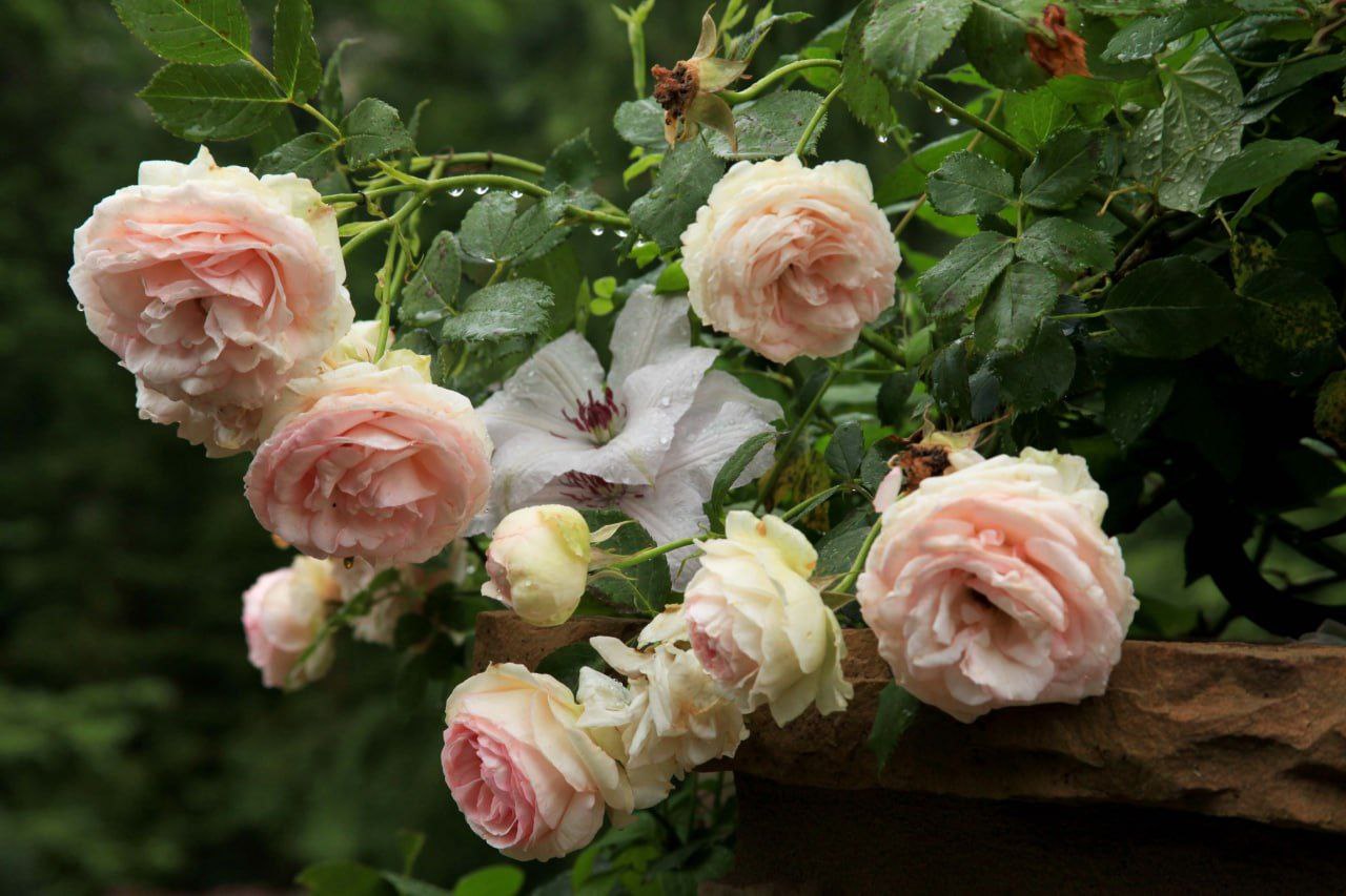 Троянда плетиста Цезар Ландшафтний дизайн Фото