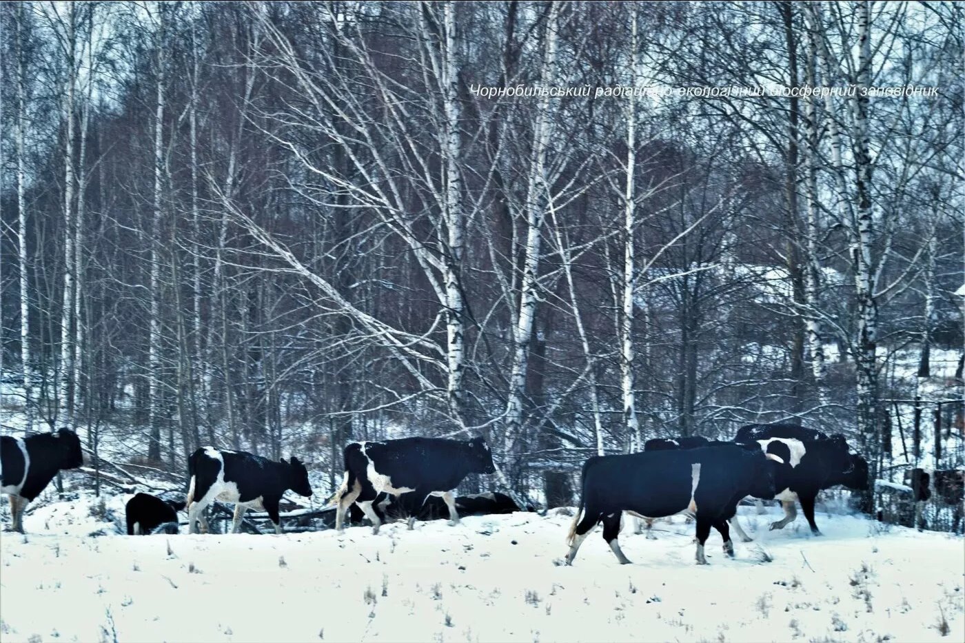 Дикие коровы Чернобыля