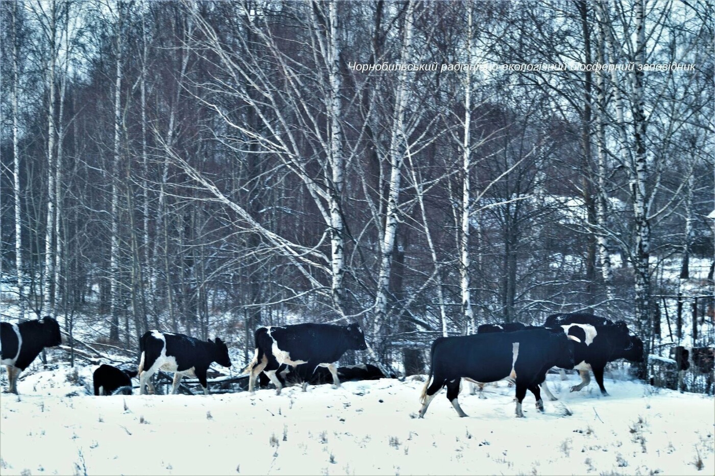 Чорнобиль Зона відчуження Дикі корови