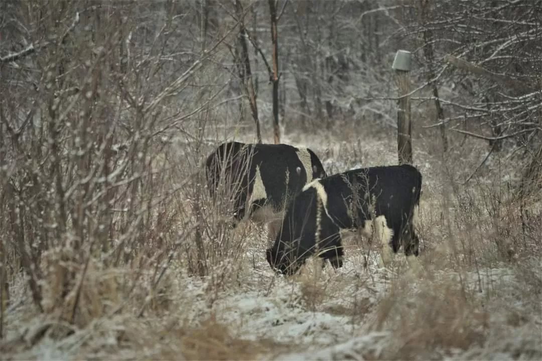 Дикие коровы, Фото: Сергей