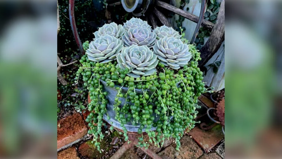 Магия сочетания молодила и желтозоли Роули в ландшафтном дизайне (ФОТО) Фото: Телеграмм-канал «Дача. Сад и огород»