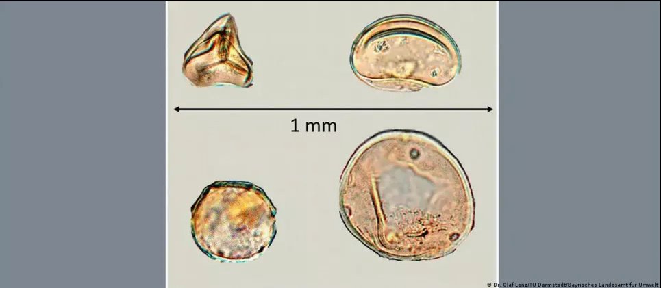 Споры и пыльца растений класса Папоротники, вяза и гикори, обнаруженные в горах Фихтельгебирга. Фото: Dr. Olaf Lenz/TU Darmstadt/Bayrisches Landesamt für Umwelt