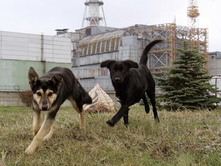 Чорнобильська зона відчуження ЧАЕС Тварини