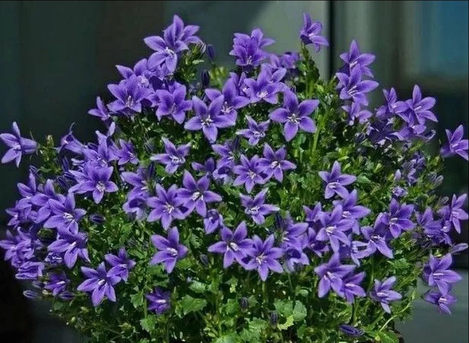 Колокольчик Посхарского — цветочный ковер для вашего ландшафта. Фото: Телеграм-канал «Дача. Сад та місто»