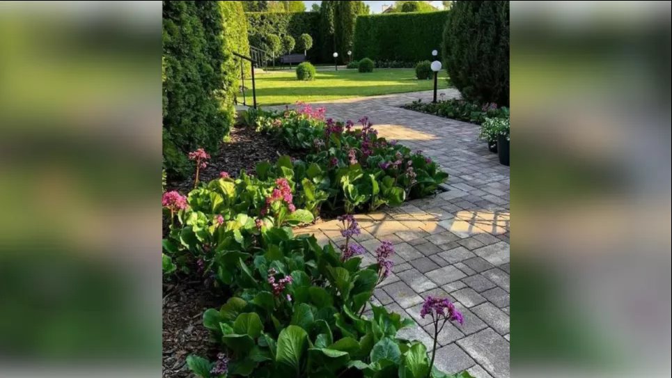 Бадан как низкий бордюр для садовой дорожки – идея для ландшафтного дизайна (ФОТО) Фото: Телеграмм-канал «Садовник»