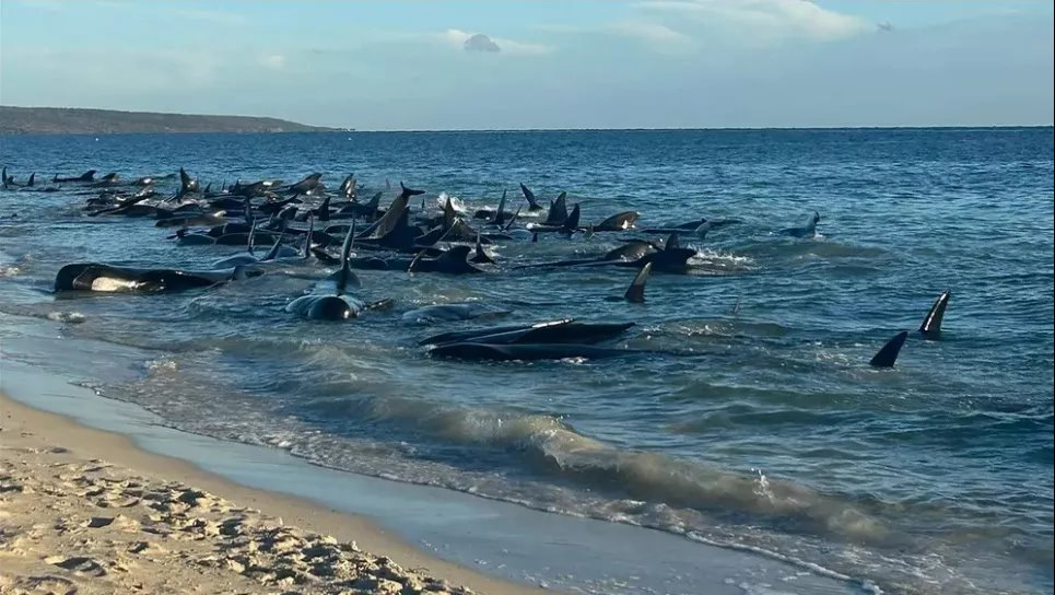 Бессчетные киты-лоцманы, выброшенные на мелководье на западном побережье Австралии. Фото: AAP/imago images