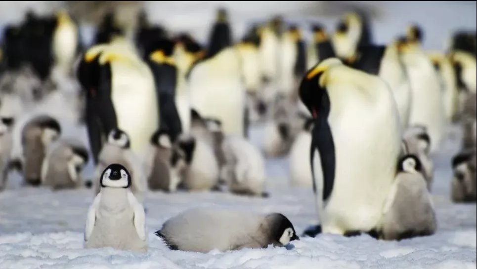 Британская антарктическая служба предупреждает о последствиях потери льда в Антарктиде для популяции императорских пингвинов. Фото: Британская антарктическая служба/AP/dpa