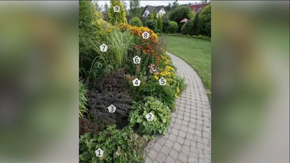 Что посадить вдоль дорожки на даче: интересный микс (ФОТО) Фото: Телеграм-канал «Дача. Сад та огород»