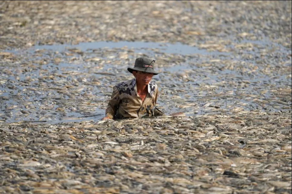 Рыбак собирает мертвую рыбу, вызванную ремонтными работами и продолжительной жаркой погодой, из водохранилища в южной вьетнамской провинции Донг Най. Фото: AFP через Getty Images