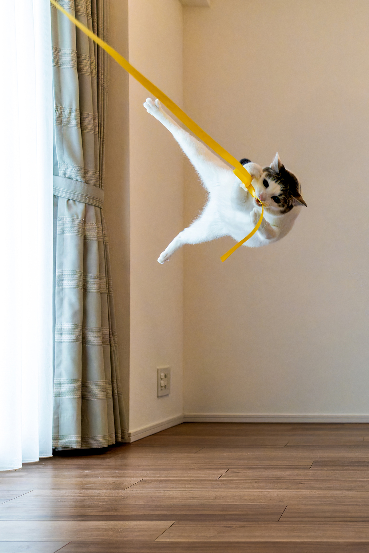 Домашні тварини Фото конкурс Comedy Pet Photo Award 2024