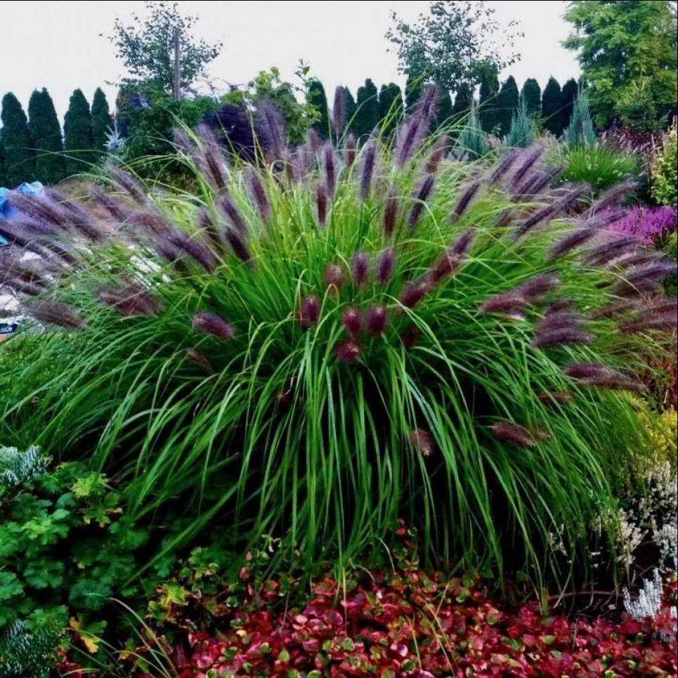 Пеннисетум Блэк Бьюти (Pennisetum alopecuroides Black Beauty). Фото: Телеграмм-канал «Садовник»