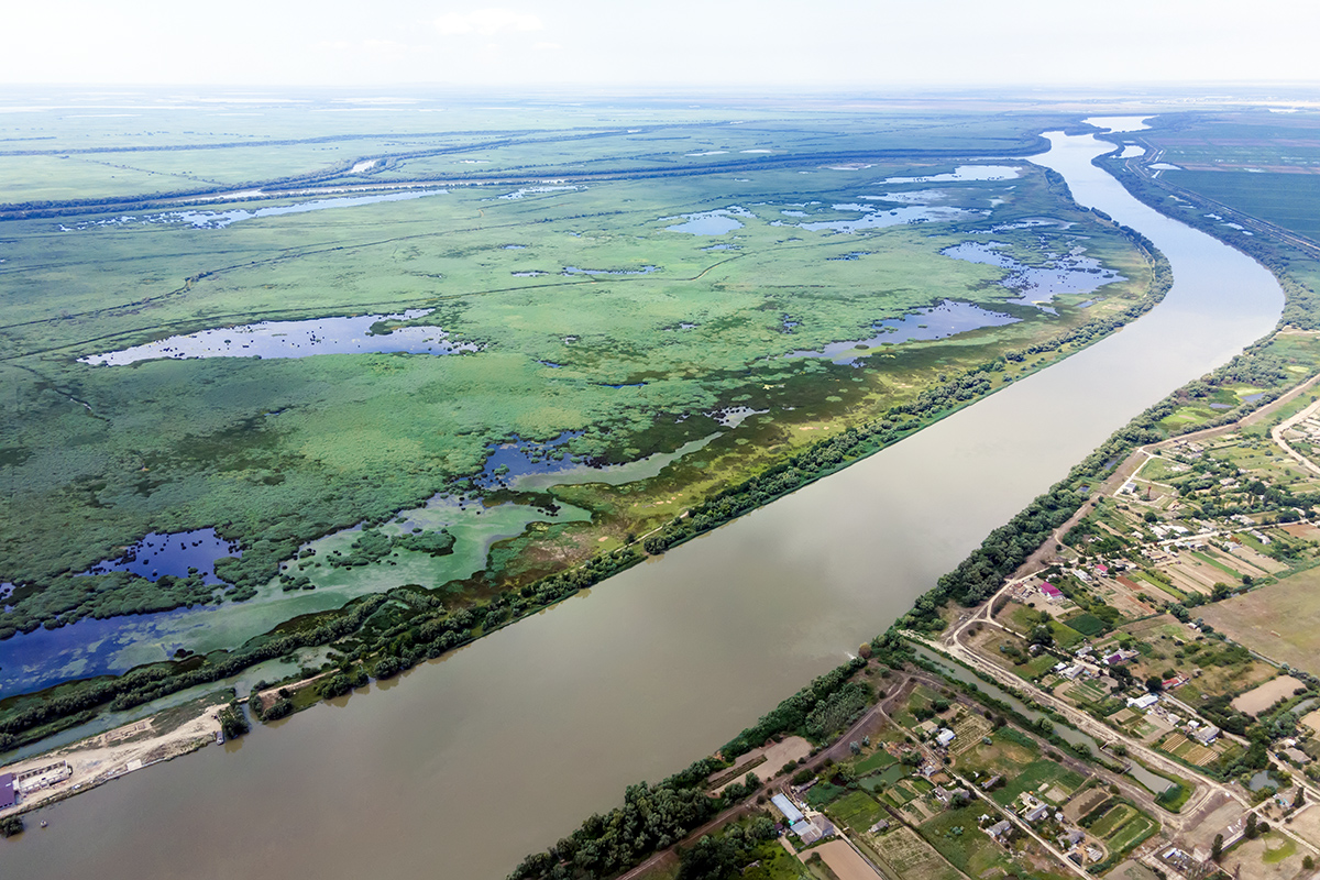 До Дунайського біосферного заповідника привезли водяних буйволиць із Закарпаття