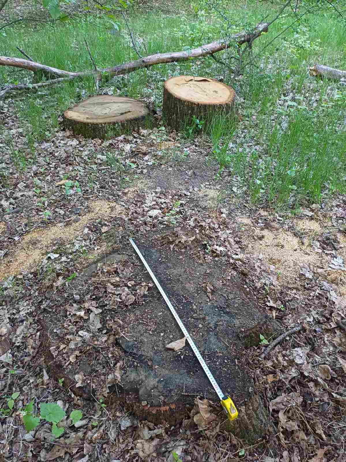 У національному парку «Білоозерський» на Київщині незаконно пиляють вікові дуби