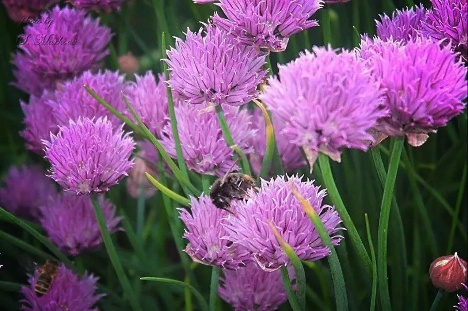 И ландшафтный дизайн, и польза для здоровья: нежная красавица лук-шнит и его преимущества (ФОТО) Фото: Телеграмм-канал «Садовник»