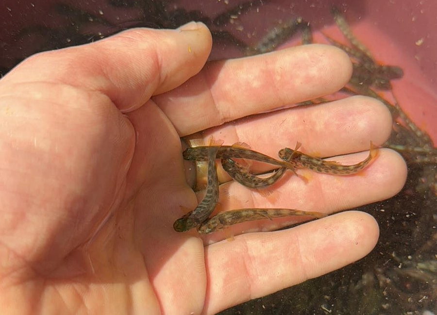 Понад 17 тис. мальків струмкової форелі випущено у річки Закарпаття