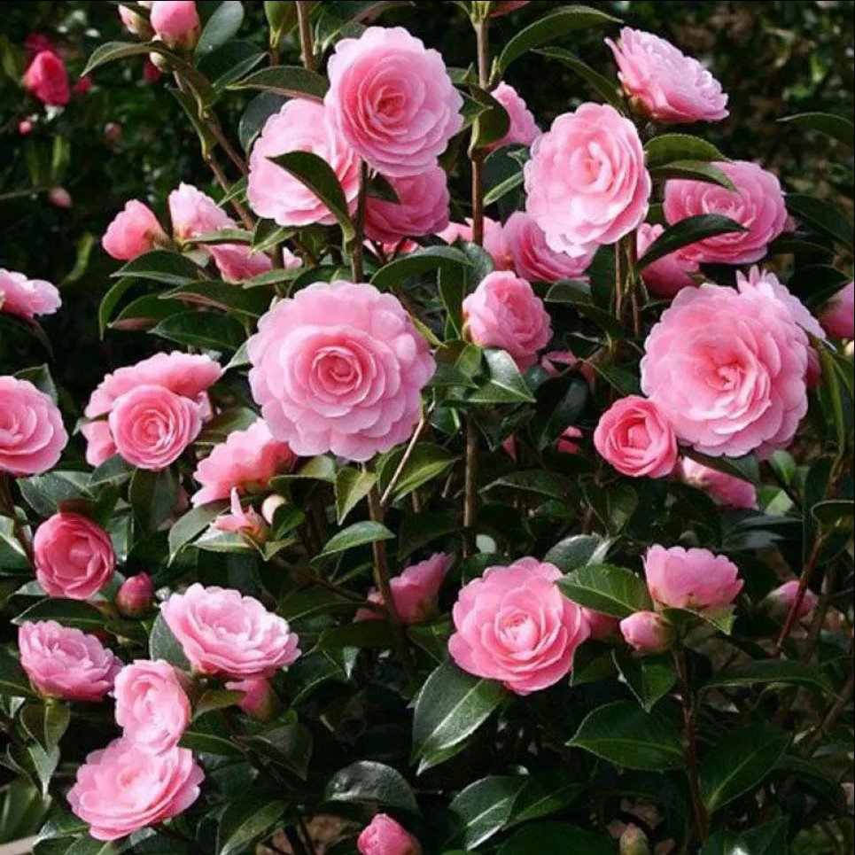 Цветы очень напоминают розы: декоративное растение камелия Фото: Телеграм-канал «Дача. Сад та місто»