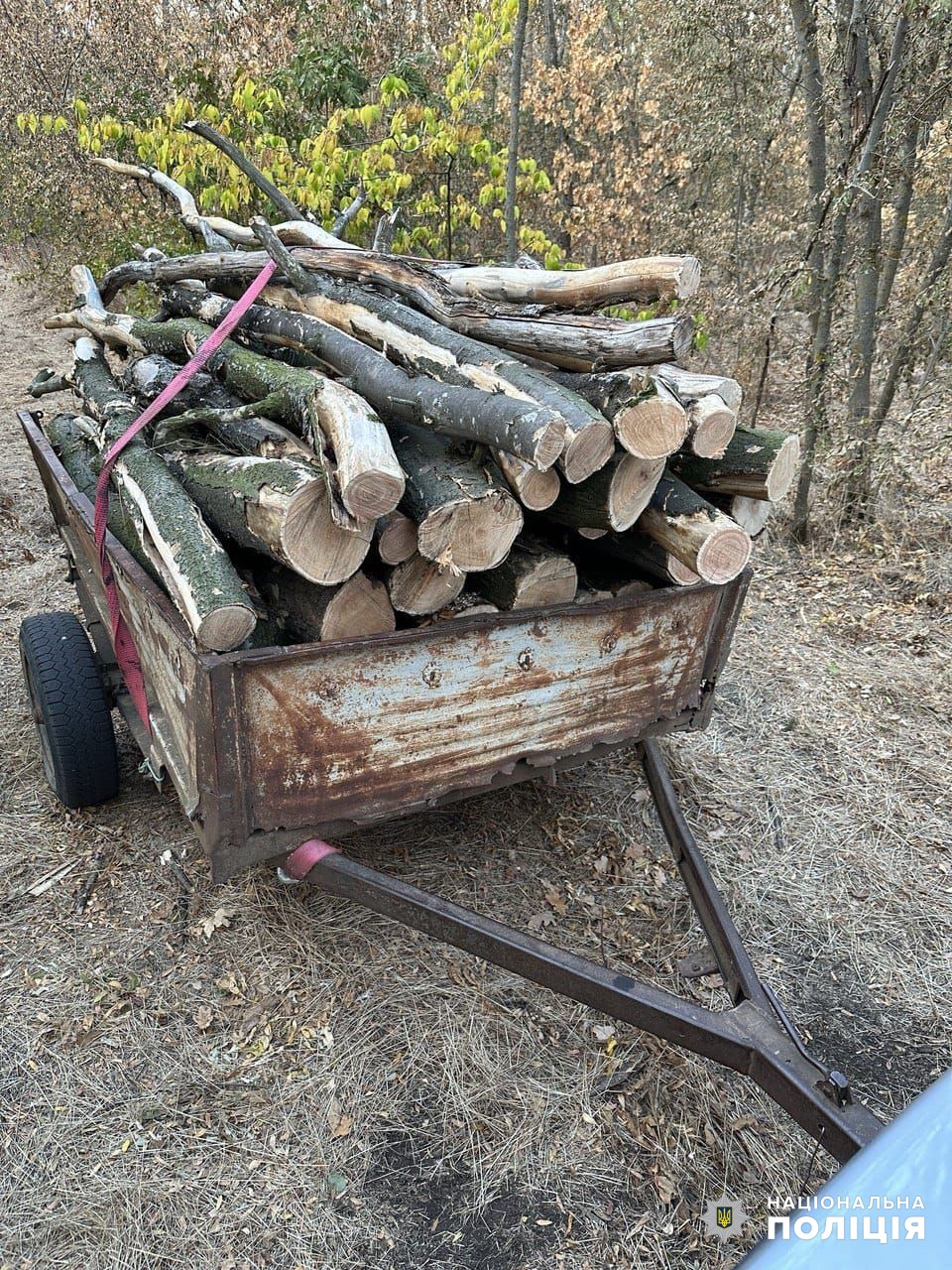 Нарубали дерев на території природно-заповідного фонду на пів мільйона гривень збитків