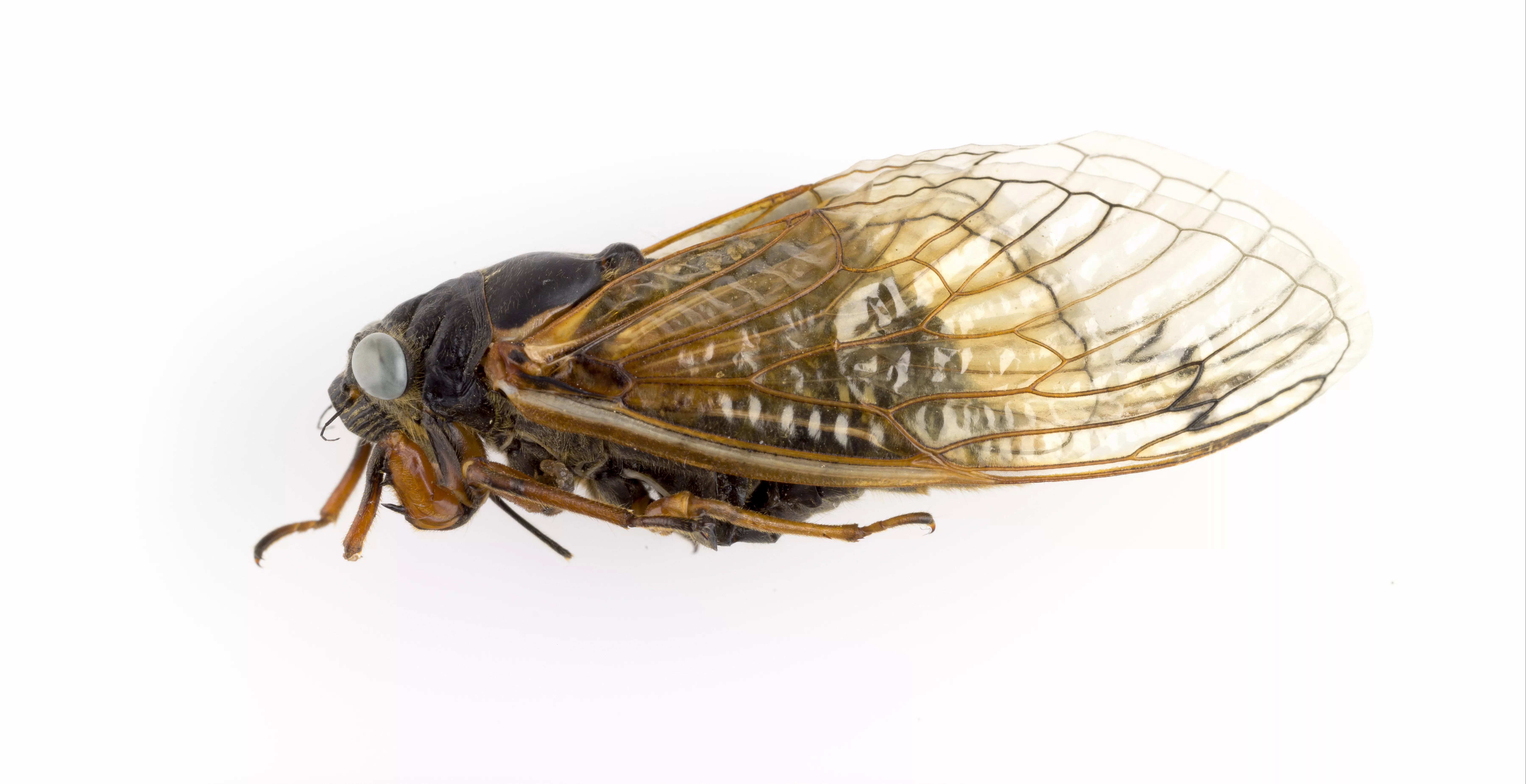 Голубоглазая цикада. Фото: Дэниел Ле, Музей естественной истории имени Филда