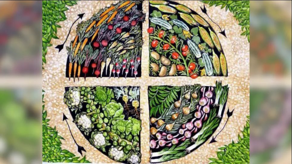 Подбираем пару: влияние огородных растений друг на друга Фото: Телеграм-канал «Дача. Сад та місто»