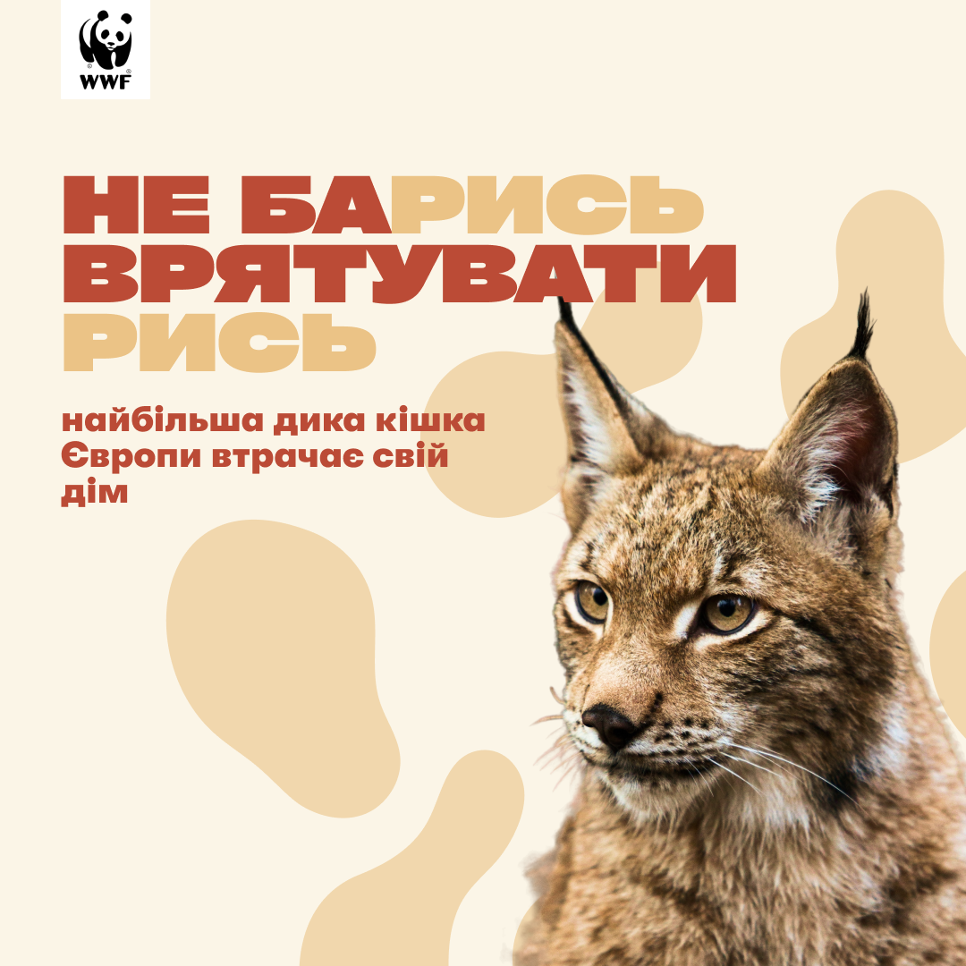 Проєкт з пошуку друзів рисі до 30-річчя внесення тварини до Червоної книги України