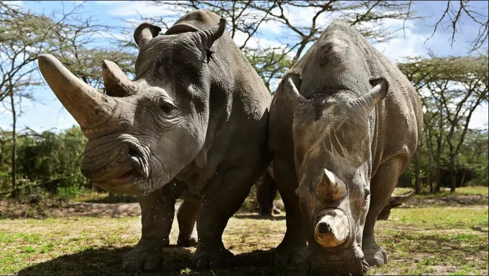 Наджин и ее дочь Фату, последние два северных белых носорога в мире, живут в заповеднике Ол-Педжета в Кении. Фото: Tony Karumba/AFP/Getty Images