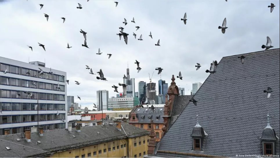 Немецкие города борются с голубями — вот какие средства здесь прибегают Городские голуби во Франкфурте-на-Майне. Ранее голубятня-обманка стояла на крыше парковки здания суда. Фото: Arne Dedert/dpa/picture alliance