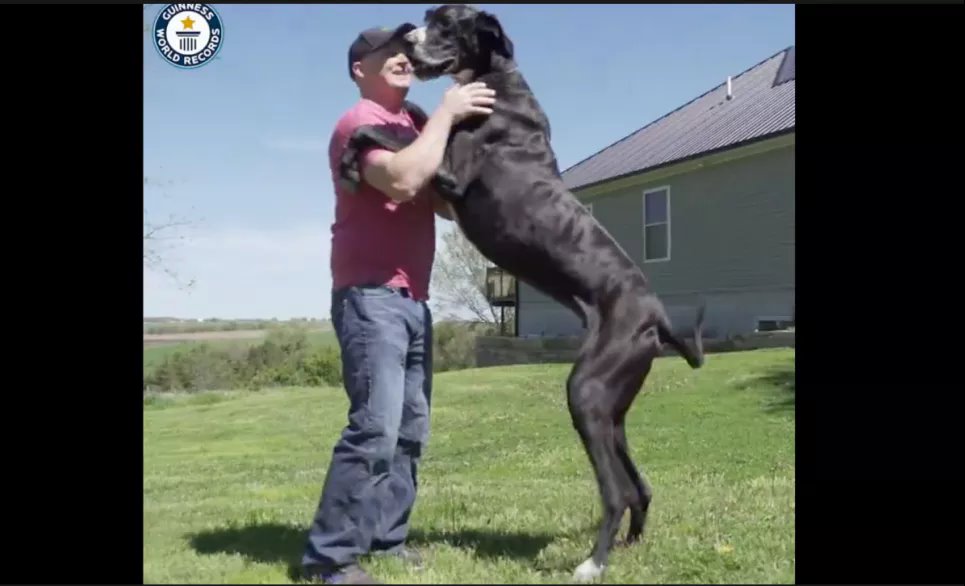 Новоиспеченная самая высокая собака в мире веселится с хозяином Роджером Вулфом. Фото: Книга рекордов Гиннеса