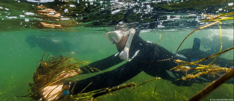 Совет ЕС принял спорный закон о возобновлении экосистем Возобновление биотопа в Балтийском море. Фото: LISI NIESNER/REUTERS