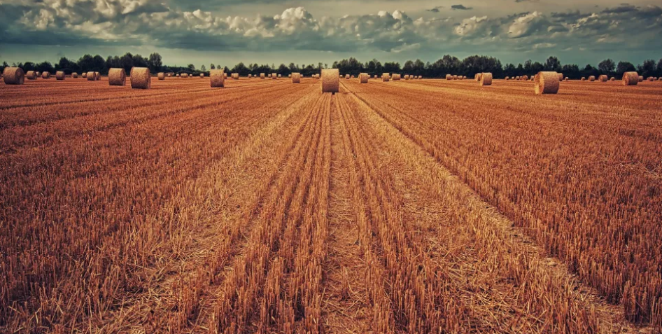 Аграрии шести областей начали уборку ранних зерновых и зернобобовых культур