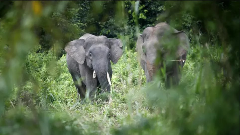 Борнейский карликовый слон происходит из северного Борнео, в восточной части малазийского штата Сабах. Фото: Базуки Мухаммад/Reuters