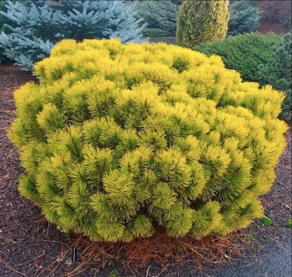 Сосна горная – идеальная находка для любителей хвойных растений (ФОТО) Фото: Телеграмм-канал «Садовник»