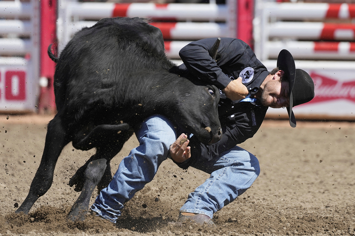 Calgary Stampede Канада Ковбої Родео Фестиваль Фото 