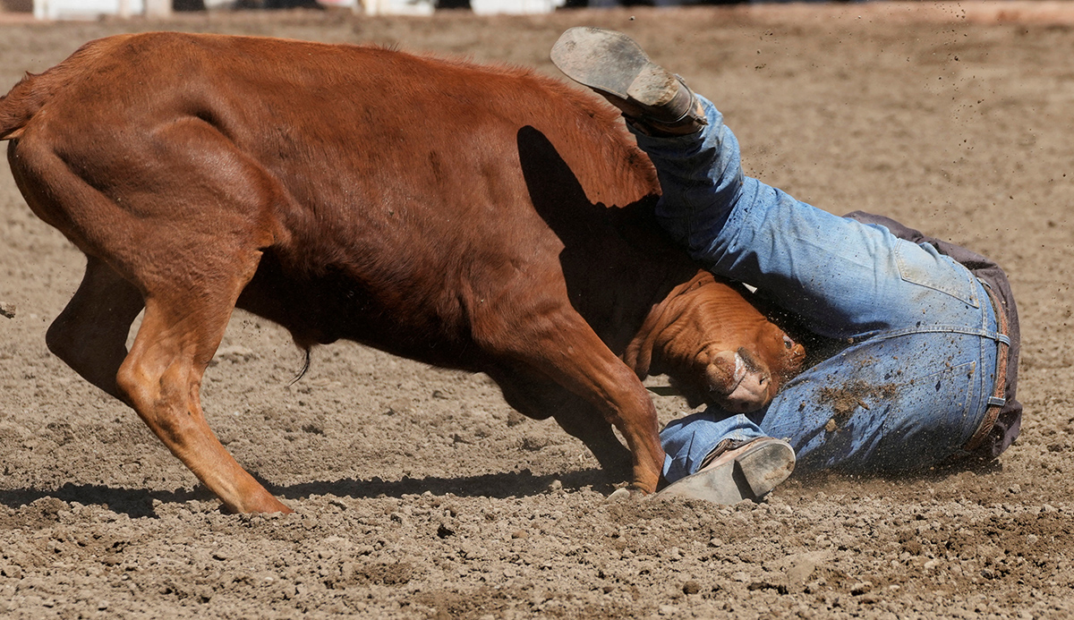 Calgary Stampede Канада Ковбої Родео Фестиваль Фото 