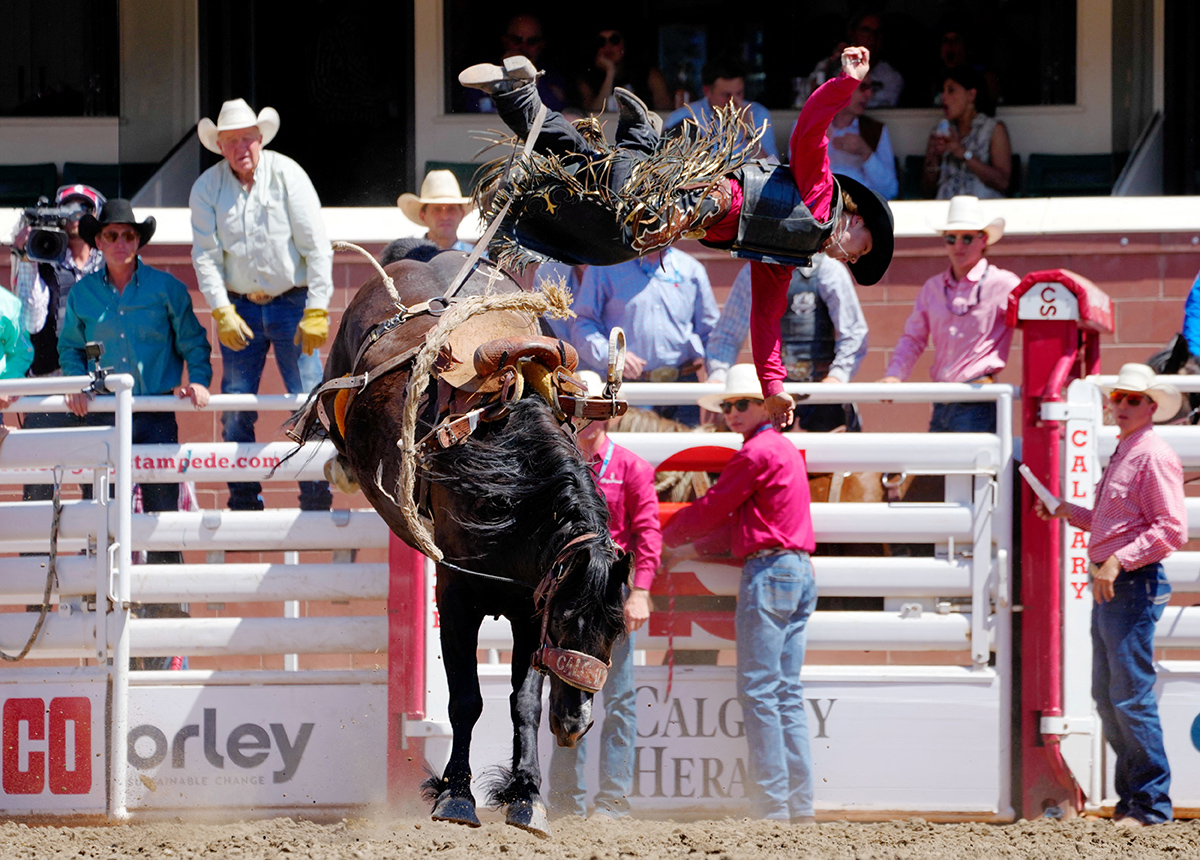 Calgary Stampede Канада Ковбої Родео Фестиваль Фото 