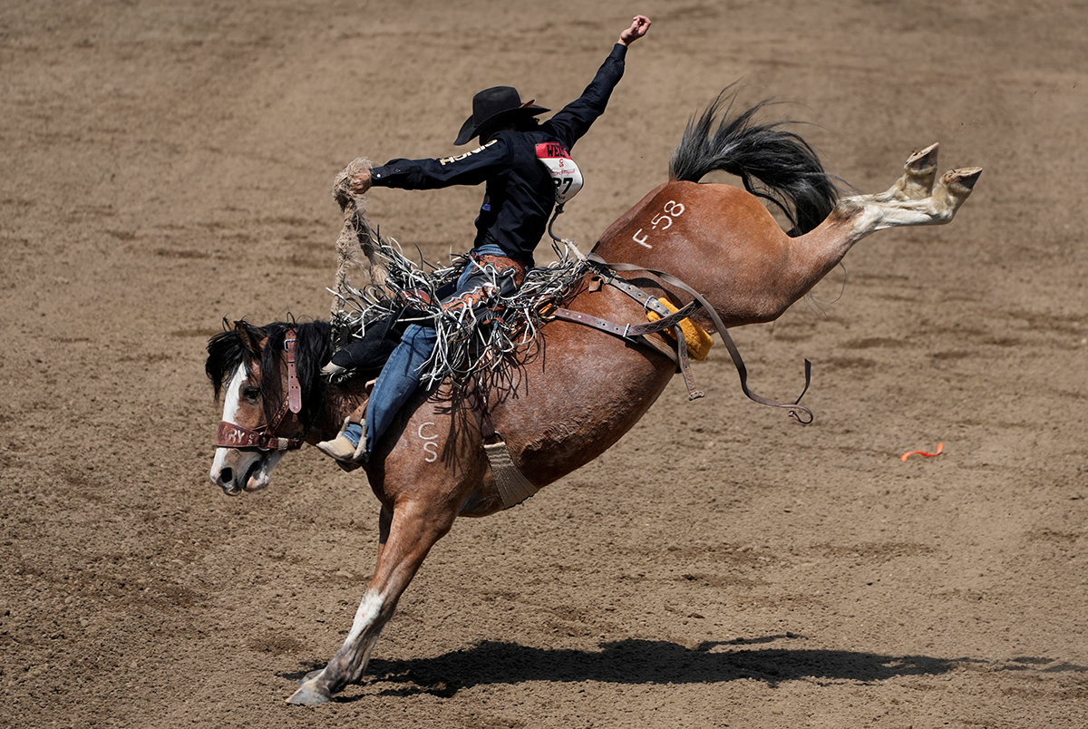 Calgary Stampede Канада Ковбої Родео Фестиваль Фото 