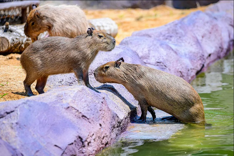 Совсем как люди: животные в зоопарках спасаются от жары (ФОТО) Капибары купаются в воде, чтобы остыть в зоопарке Шеньянские леса. Шэньян, провинция Ляонин, Китай, 10 июля 2024 года. Фото: Reuters