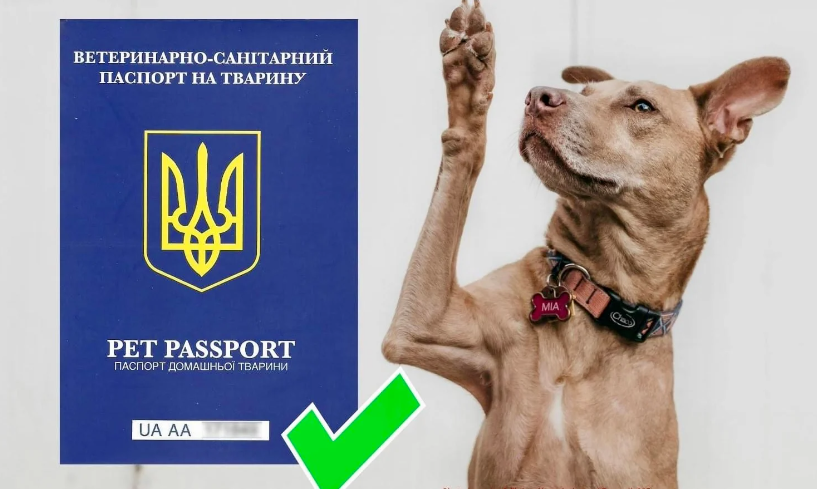 Як вивезти тварину за кордон Вакцинація Чипування Які потрібно документи Поради