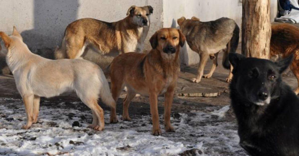 Жорстоке поводження з тваринами: на Одещині до суду направлено справу жінки, яка знущалася над своїми "улюбленцями". Фото ілюстративне